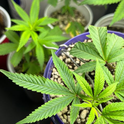 Bonsai growlog timeline photo