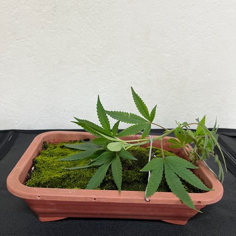 Bonsai growlog photo: Transplantei para um vaso de bonsai desses baixos.
