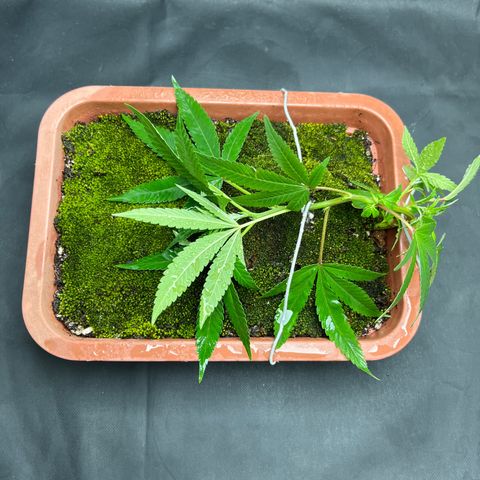 Bonsai growlog photo: Transplantei para um vaso de bonsai desses baixos.