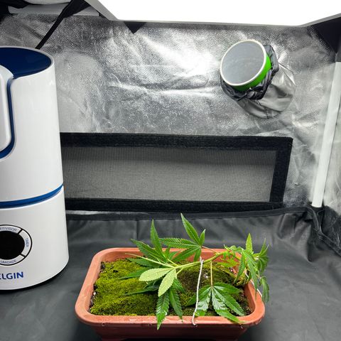 Bonsai growlog photo: Transplantei para um vaso de bonsai desses baixos.