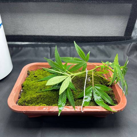 Bonsai growlog photo: Transplantei para um vaso de bonsai desses baixos.