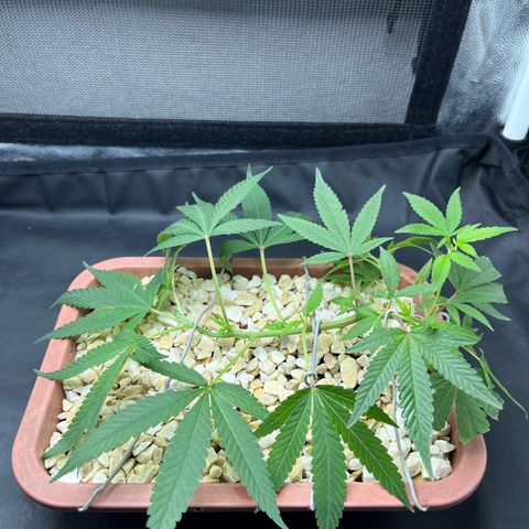 Bonsai growlog photo: Após se recuperar do transplante fiz um LST novo.
