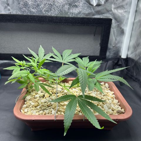 Bonsai growlog photo: Após se recuperar do transplante fiz um LST novo.