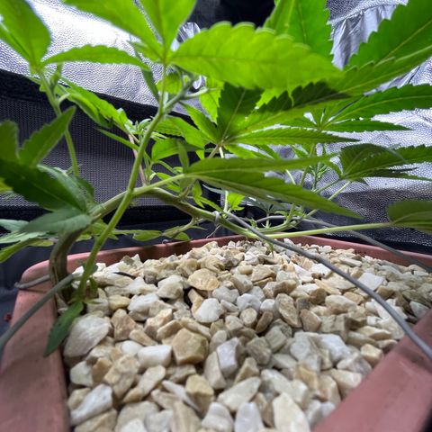Bonsai growlog photo: Após se recuperar do transplante fiz um LST novo.