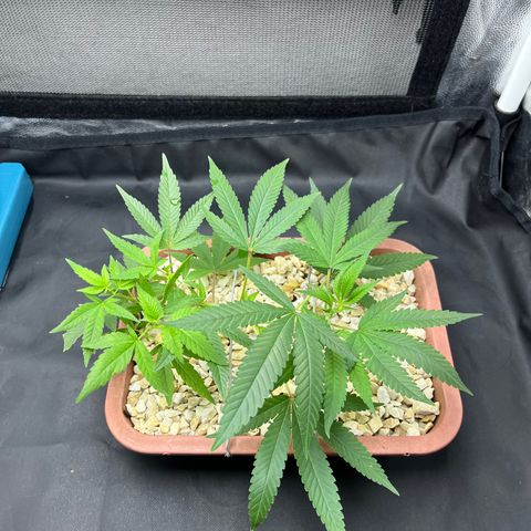 Bonsai growlog photo: Após se recuperar do transplante fiz um LST novo.