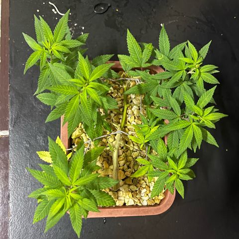 Bonsai growlog timeline photo