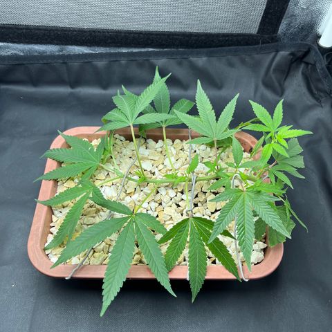 Bonsai growlog photo: Após se recuperar do transplante fiz um LST novo.