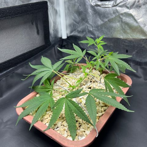 Bonsai growlog photo: Após se recuperar do transplante fiz um LST novo.