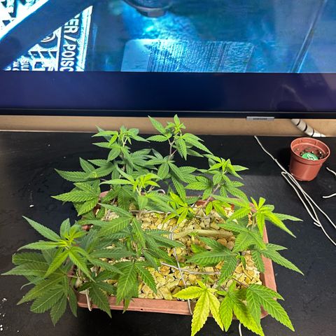 Bonsai growlog timeline photo