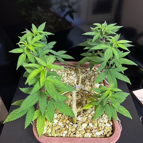 Bonsai growlog timeline photo