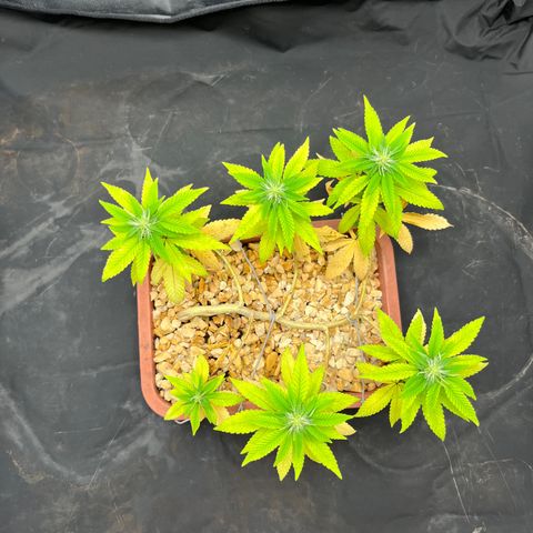 Bonsai growlog timeline photo