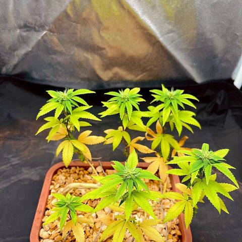 Bonsai growlog timeline photo