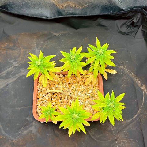 Bonsai growlog timeline photo