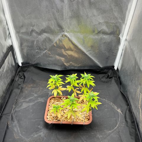 Bonsai growlog timeline photo