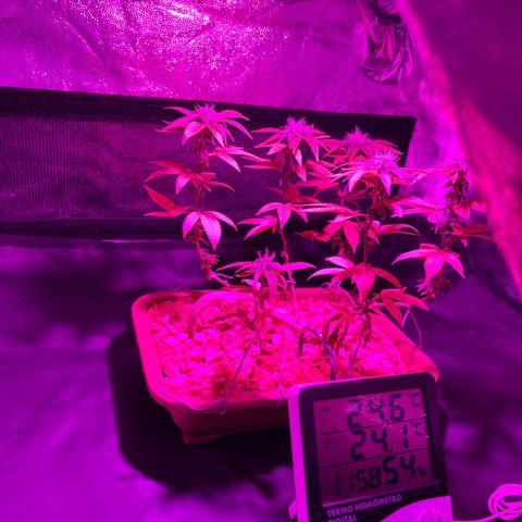 Bonsai growlog timeline photo