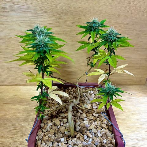 Bonsai growlog photo: As folhas iniciaram a perda do tom verde, entrei com o alg a mic dentro da flora para buscar a manter as folhas verdes.