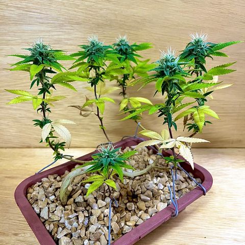 Bonsai growlog timeline photo
