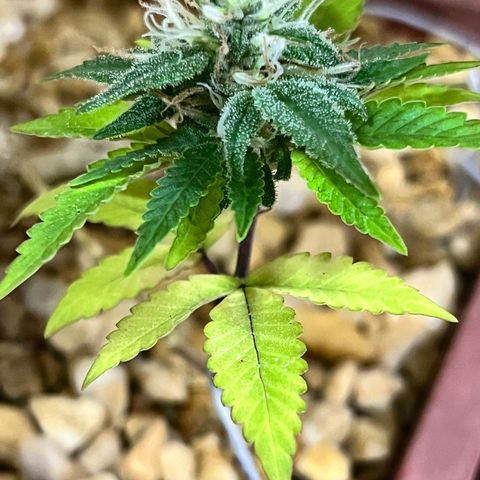 Bonsai growlog photo: Notei que surgiu spider mites.