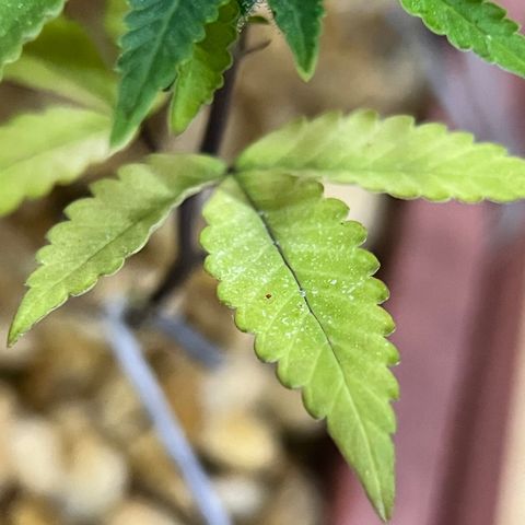 Bonsai growlog photo: Notei que surgiu spider mites.