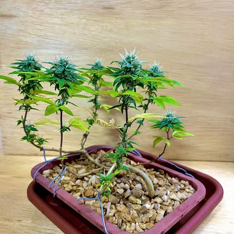 Bonsai growlog photo: Notei que surgiu spider mites.