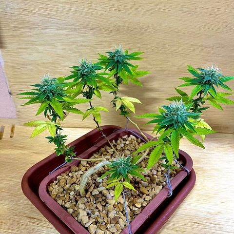 Bonsai growlog photo: Notei que surgiu spider mites.