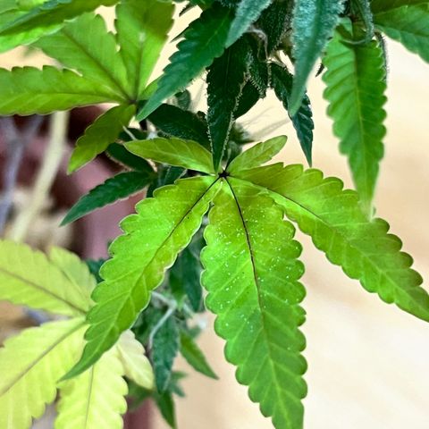 Bonsai growlog photo: Notei que surgiu spider mites.