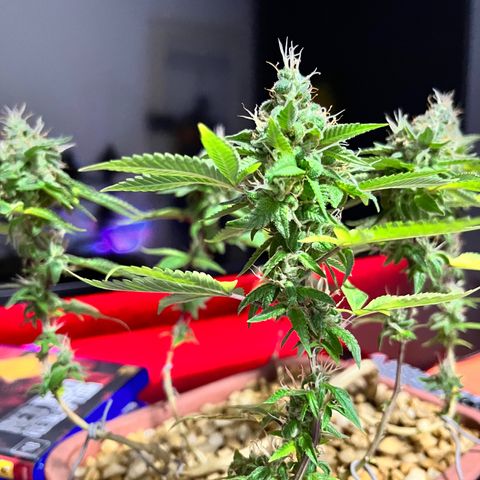 Bonsai growlog timeline photo