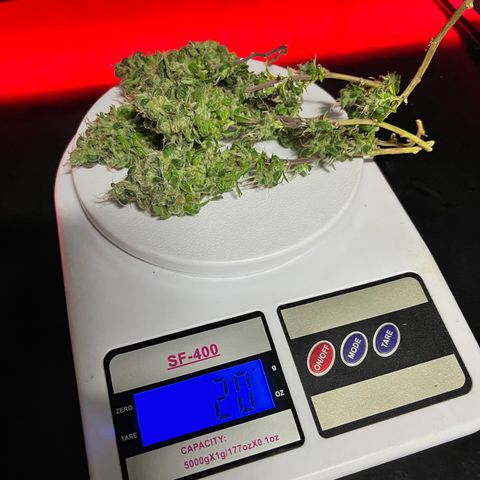Bonsai growlog photo: Colheita