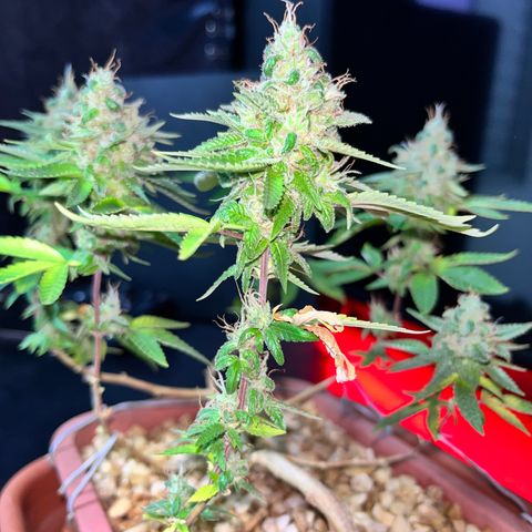 Bonsai growlog photo: Colheita
