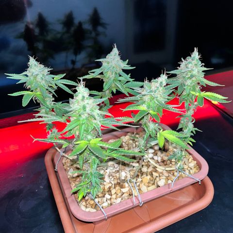 Bonsai growlog photo: Colheita