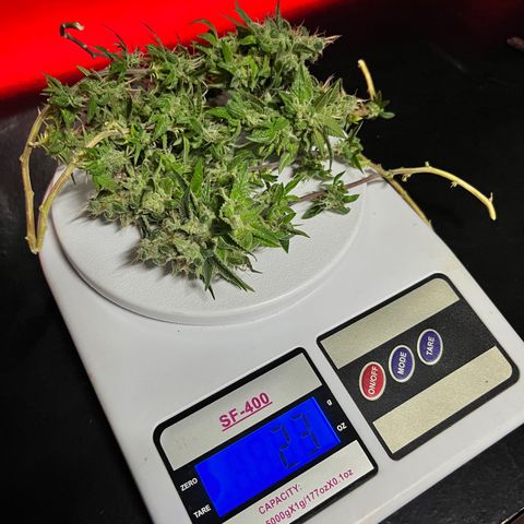 Bonsai growlog photo: Colheita
