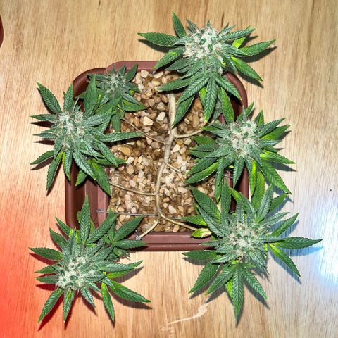 Bonsai growlog photo: Colheita