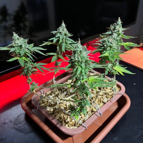 Bonsai growlog photo: Colheita