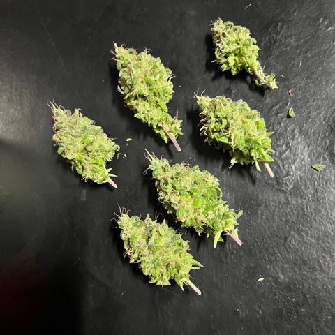 Bonsai growlog photo: Colheita