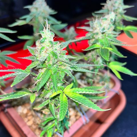 Bonsai growlog photo: Colheita