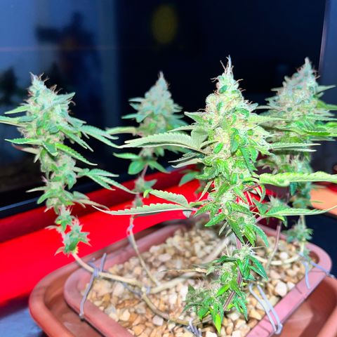 Bonsai growlog photo: Colheita