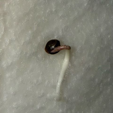 White Trash Widow growlog photo: Looks strong