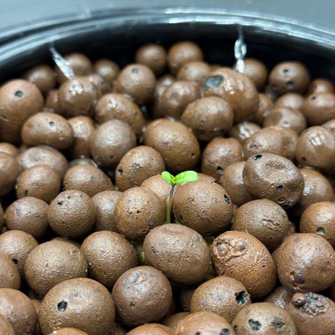 White Trash Widow growlog photo: We have lift off!!!