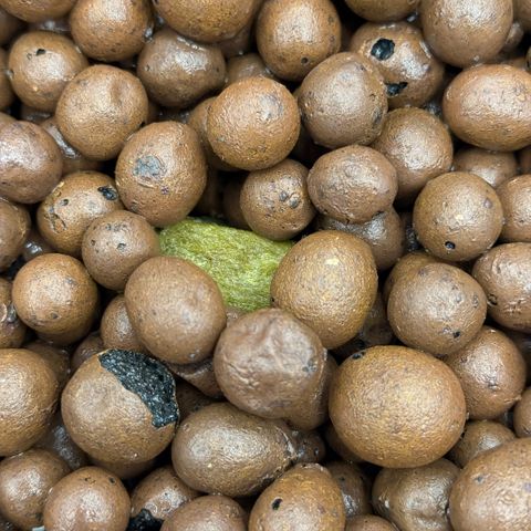 Big Blue growlog photo:  Wishful thinking, or is it starting to poke through? 
