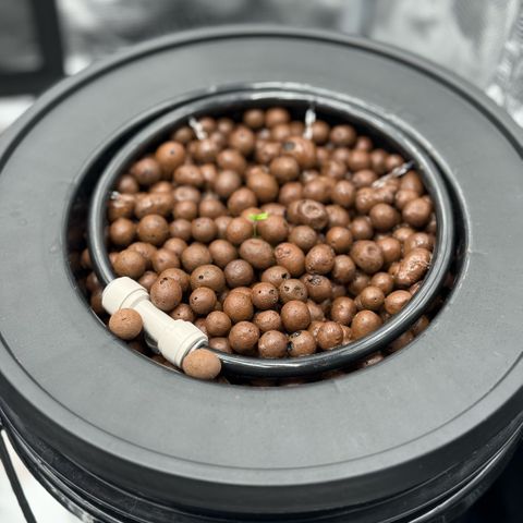 White Trash Widow growlog timeline photo