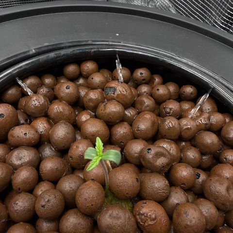 White Trash Widow growlog photo: 🍆