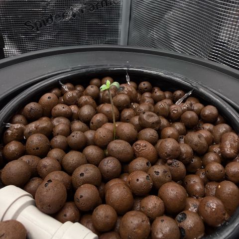 White Trash Widow growlog photo: 🍆