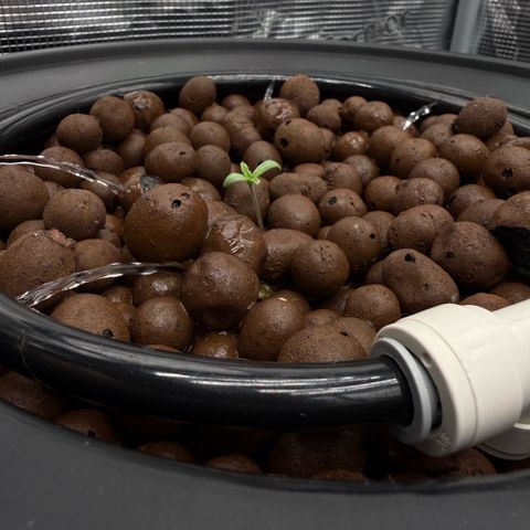 Big Blue growlog timeline photo