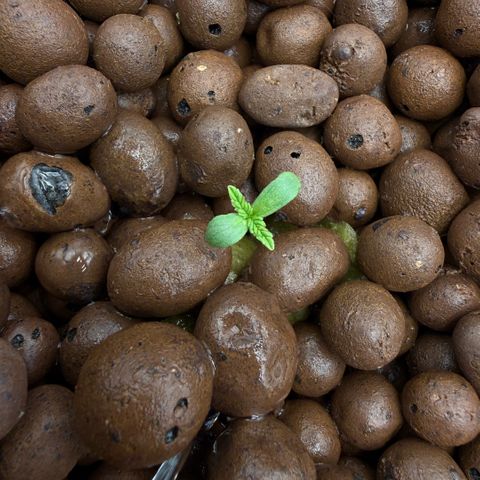Big Blue growlog timeline photo