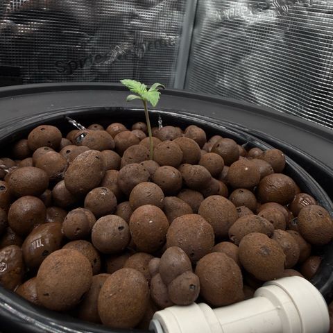 White Trash Widow growlog timeline photo