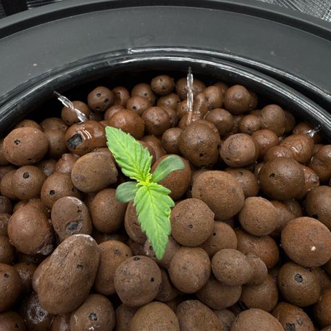 White Trash Widow growlog timeline photo