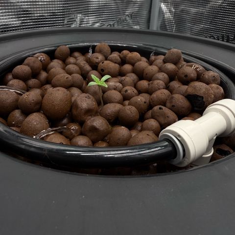 Big Blue growlog timeline photo