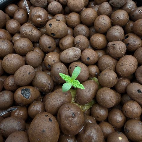Big Blue growlog timeline photo