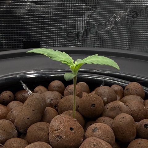 White Trash Widow growlog timeline photo