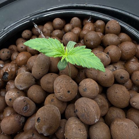 White Trash Widow growlog timeline photo